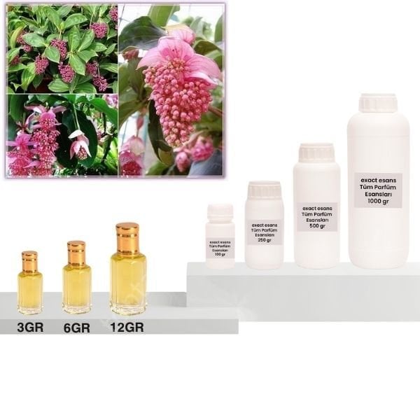 Medine Gülü Esans Toptan